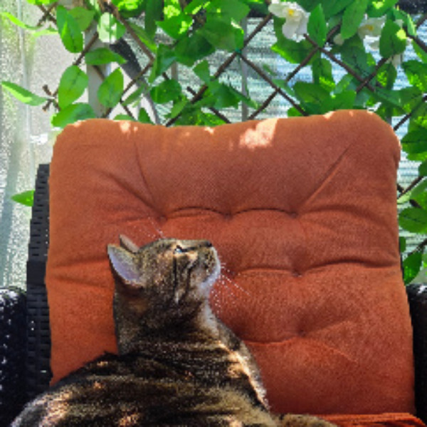 simba