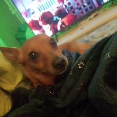 Chase