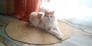 simba