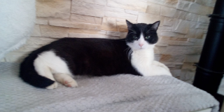 kiki