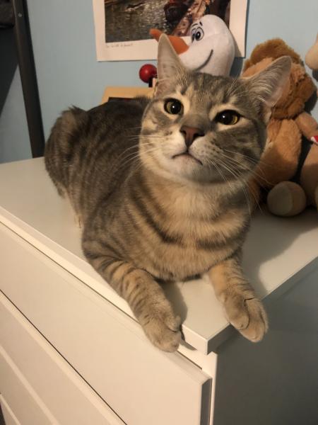 Gatto
