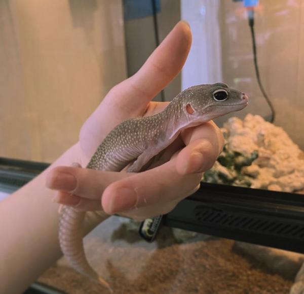 Lila