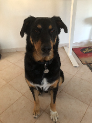 Victor, mon chien