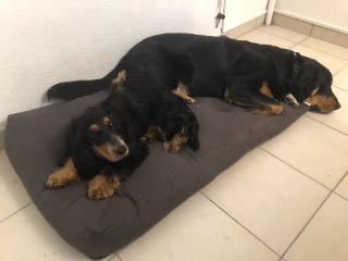 Rubis, en pension à la maison