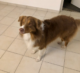 Paddy, en pension à la maison