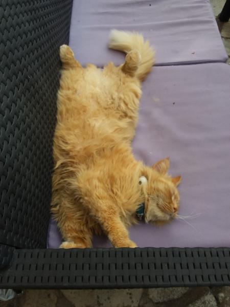Garfield le chat