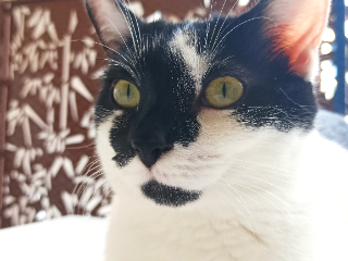Milo