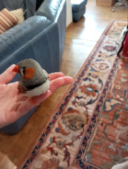 Gus