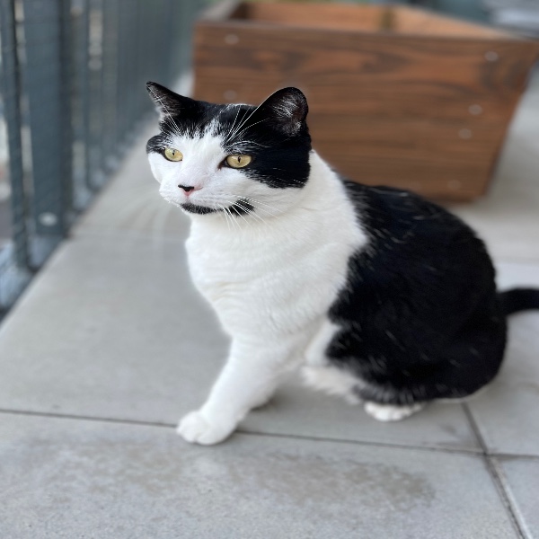Câlin