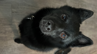 Oreo