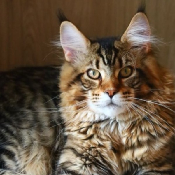 Simba