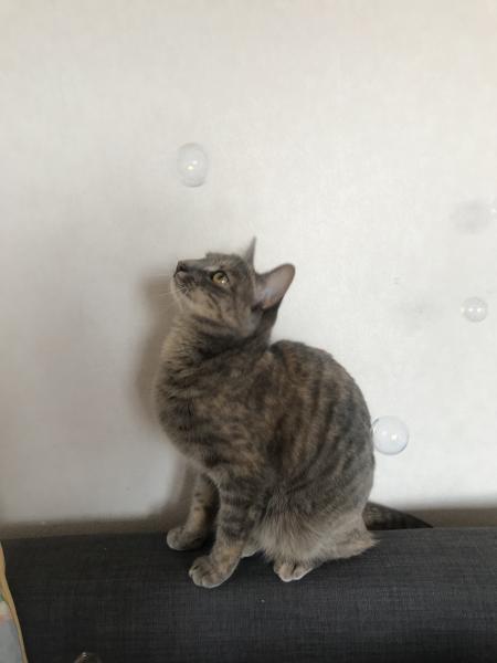 Miette