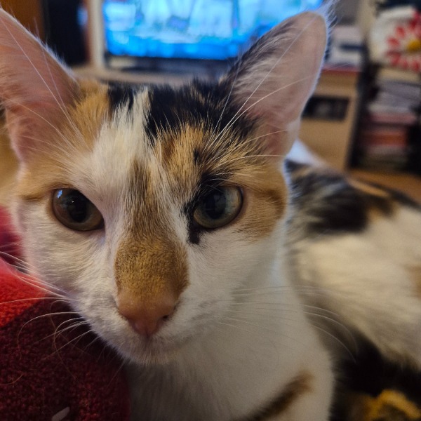 XENA