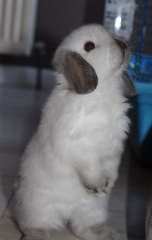 Tsuki