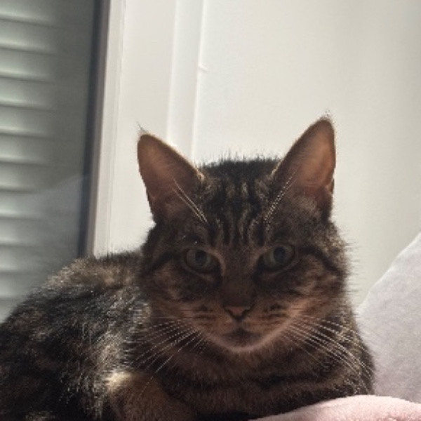 Simba