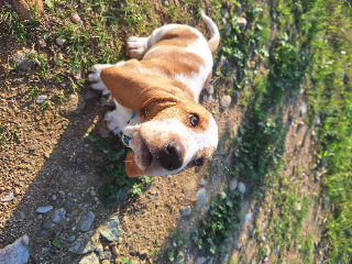 Henry