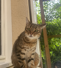 Urus