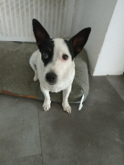 Nala