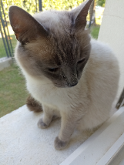 Koda