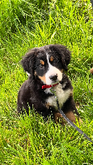 Taïa