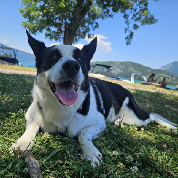 Meeko
