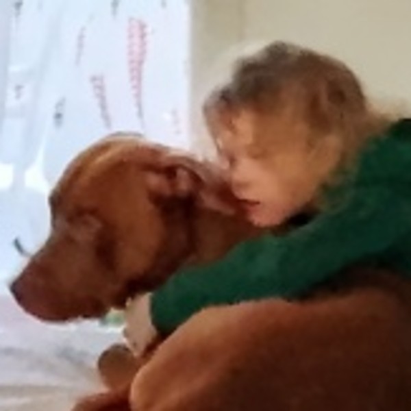 Dingo