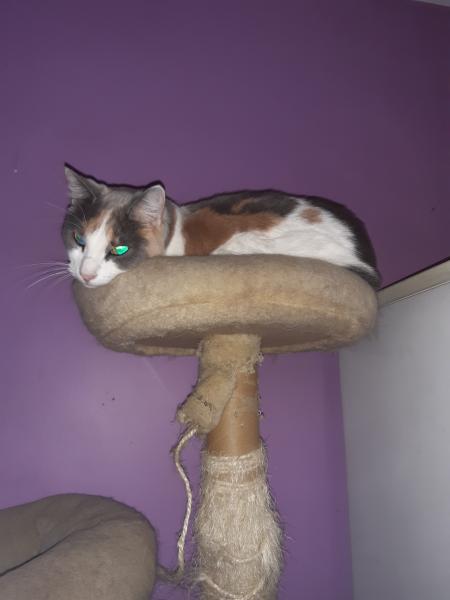 Nala