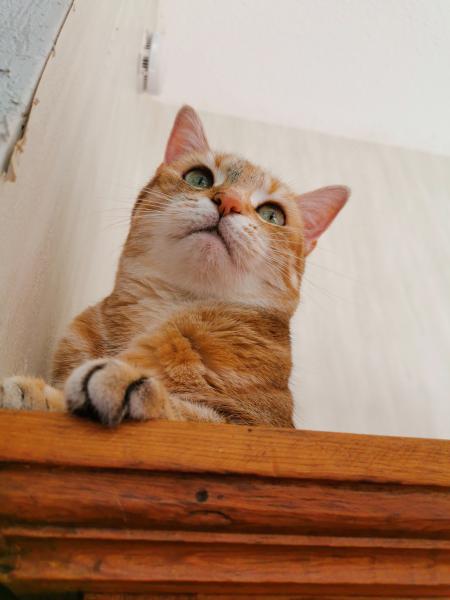 Noisette
