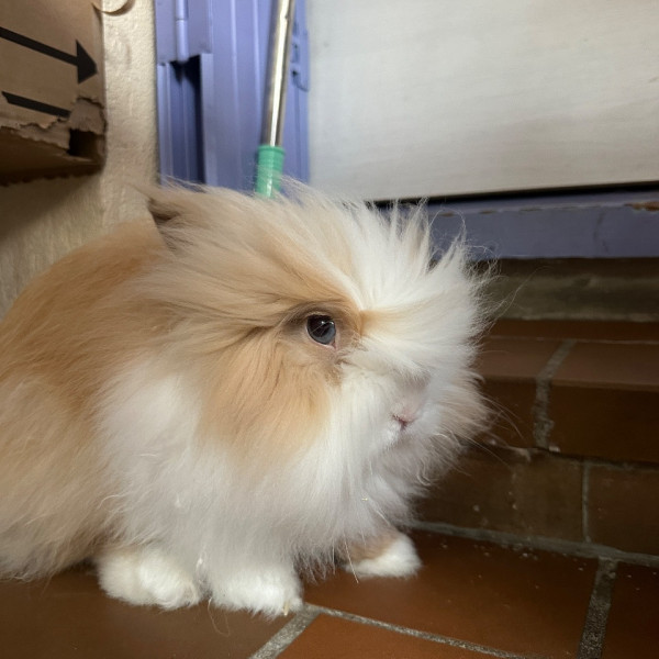 Victor