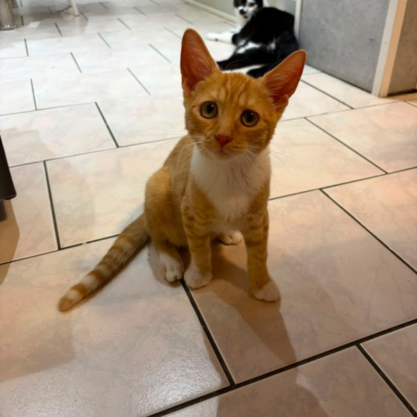 Caramel