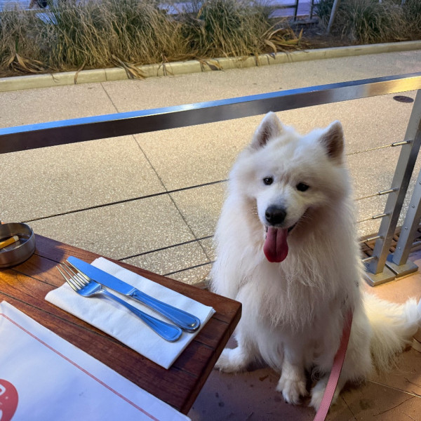 Koda