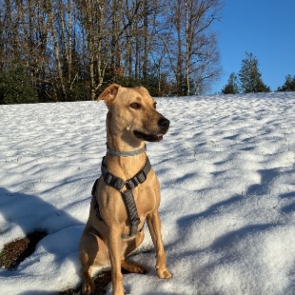 Peanut