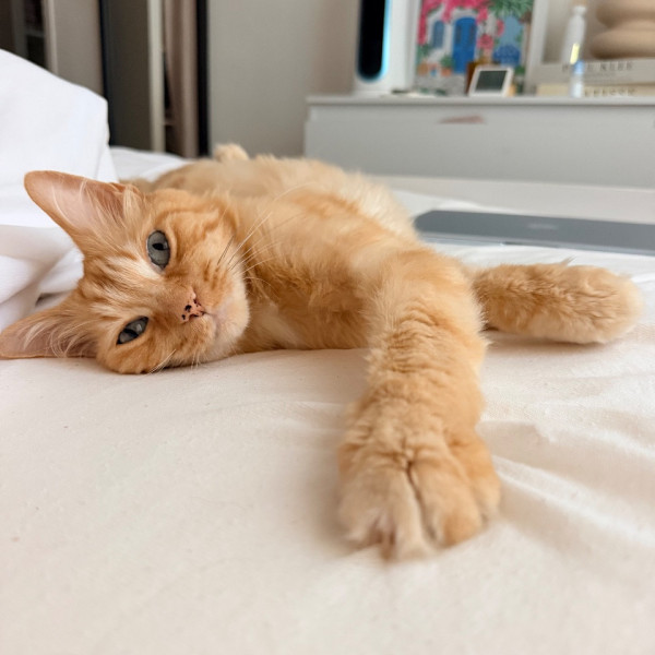 Norbert
