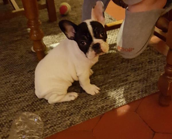 Stella