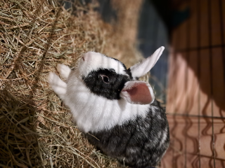 Edmund