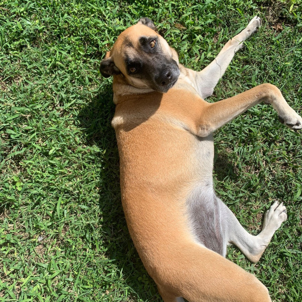Daïko