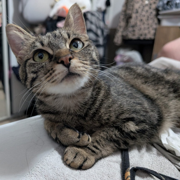 Tora