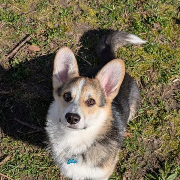 Fino