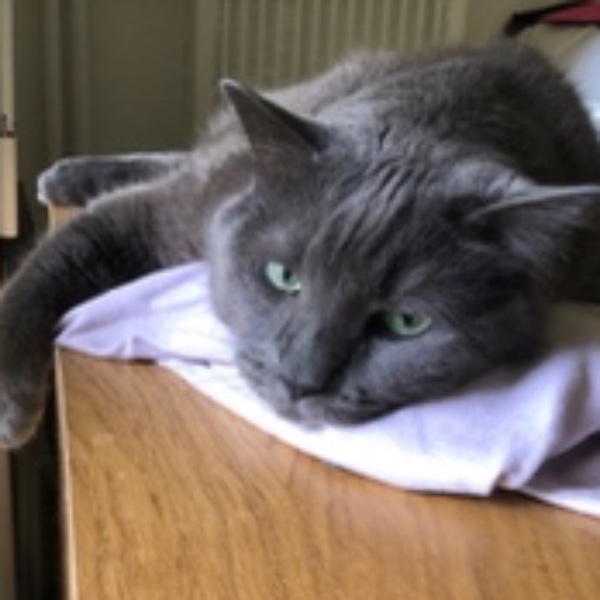Koda