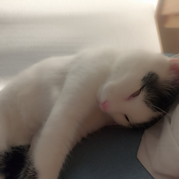 Milo
