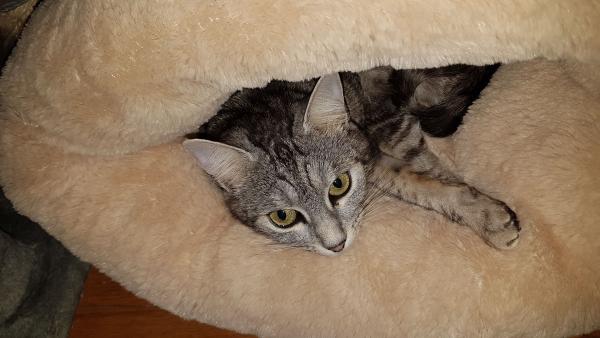 louna