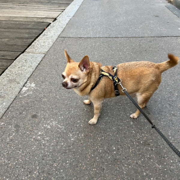 Lulu