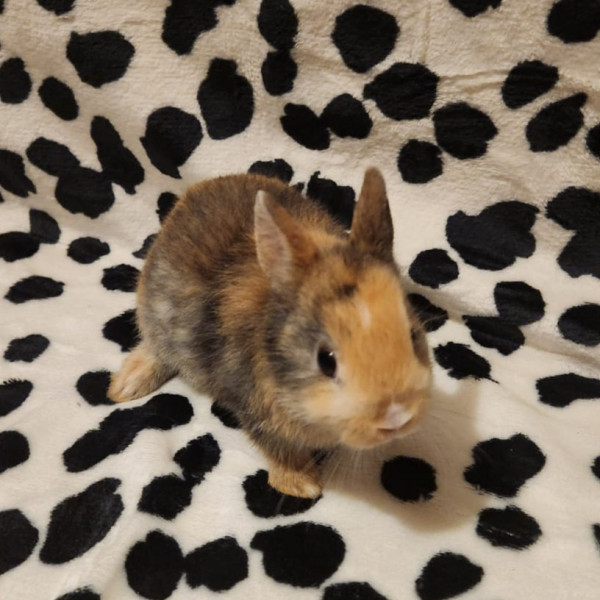 Cookie