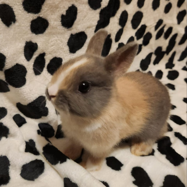 Coco