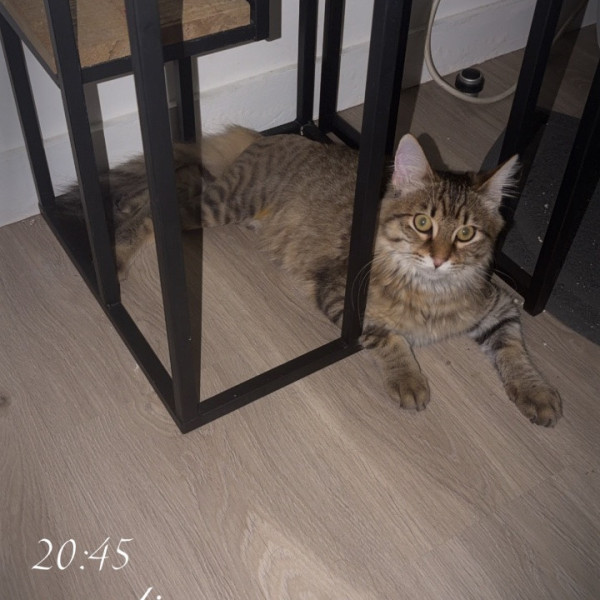 Willow