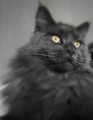choupette