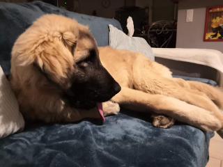 TANGO