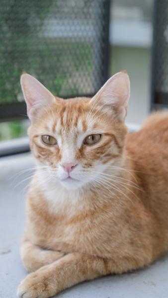 Tigrou