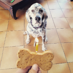 Molly