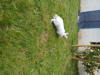 Nougatt